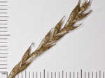 White edge sedge